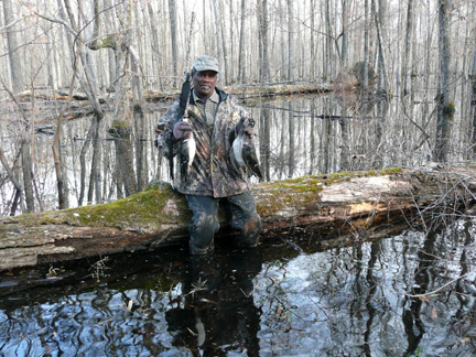 Flooded hardwood timber with a grizzled black veteran of 45 years at Sumter Farms.