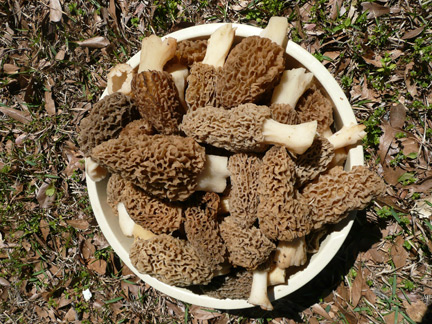A bowl of fresh picked morels.
