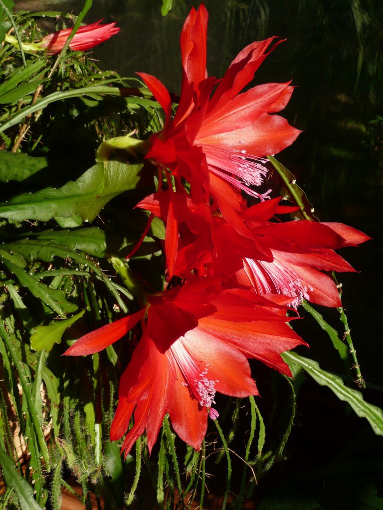 flowering cactus plant