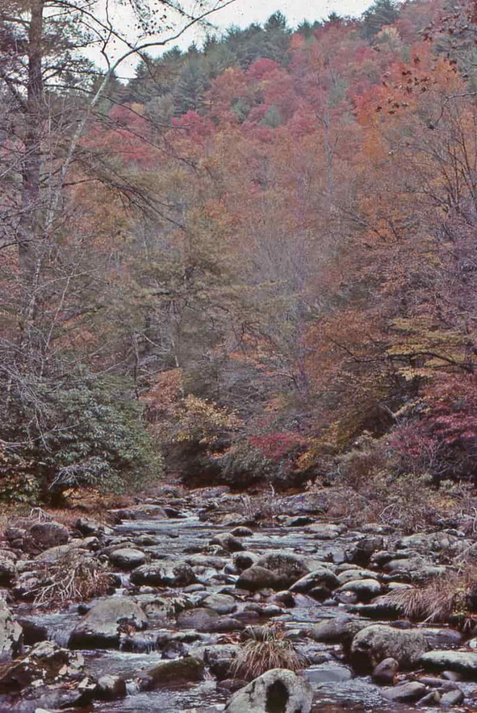 creek running through fall leafed trees