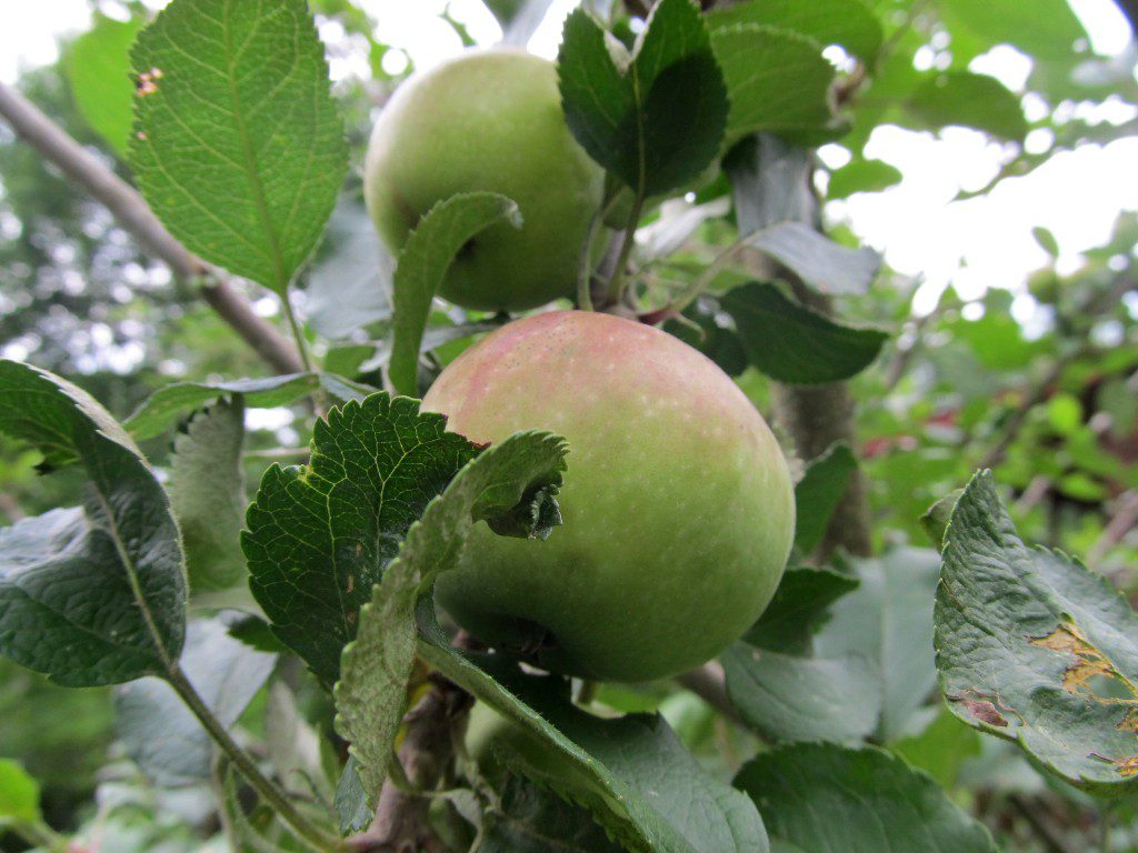 apple pies in the smoky mtns