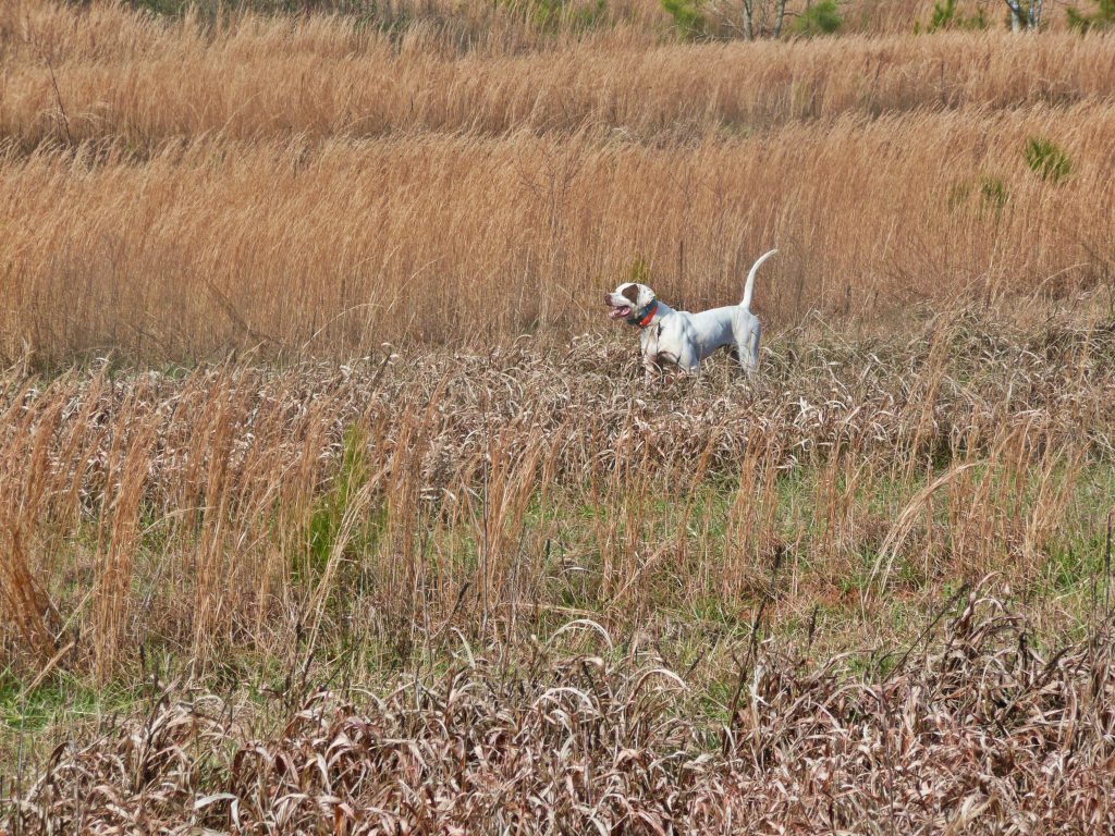 Quail Hunting with dogs