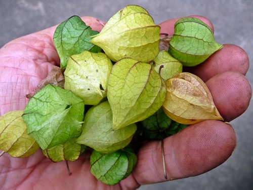 RIPE GROUND CHERRIES