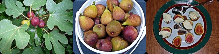 figs