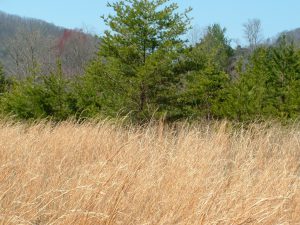 broom sedge