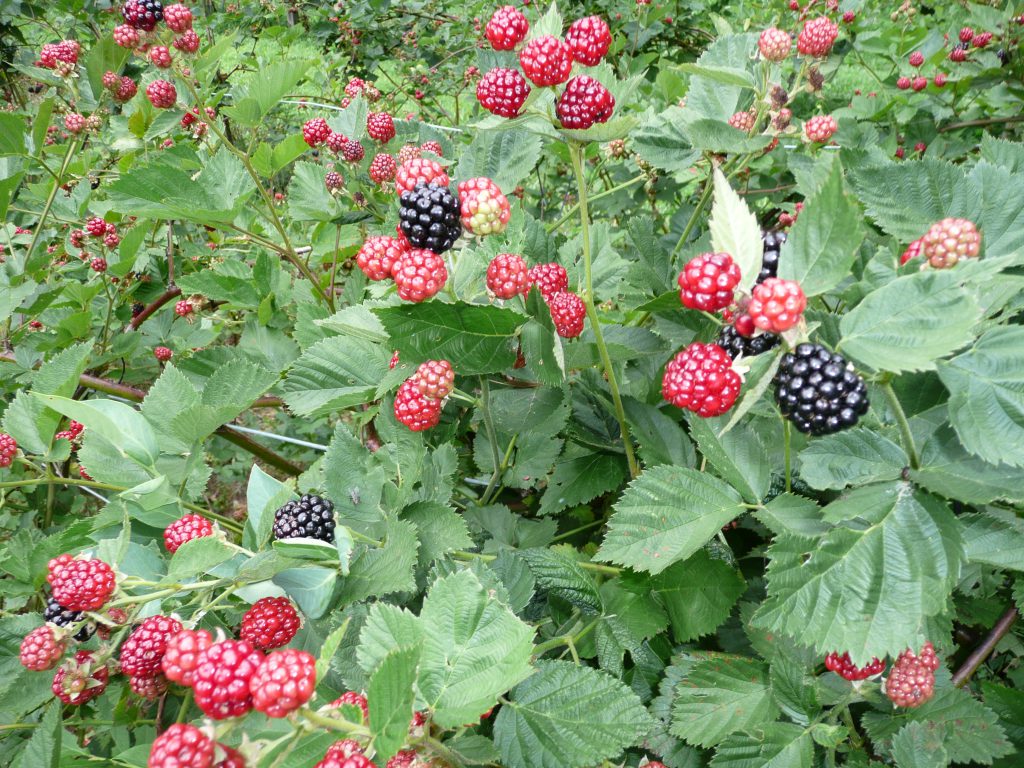 blackberries