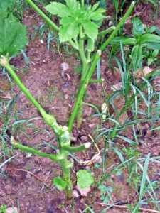 Okra eaten by deer