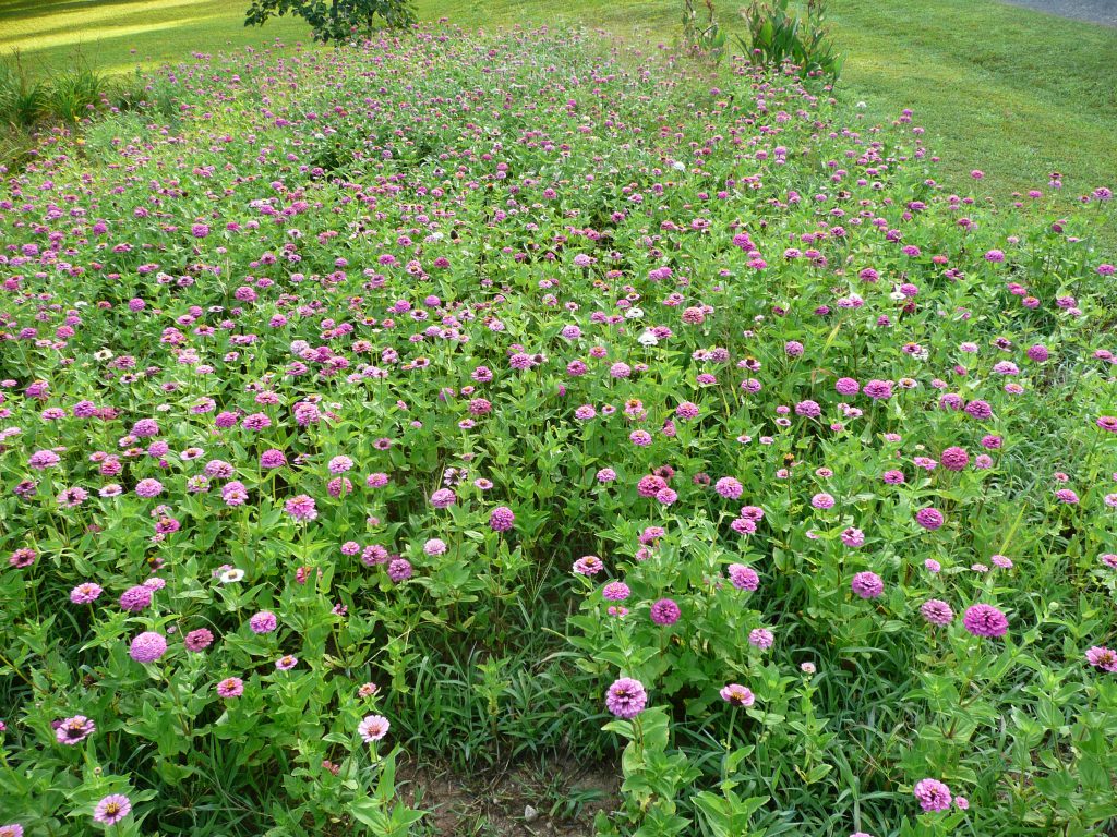 Field of zinnas