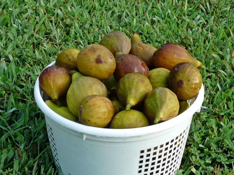 basket of figs