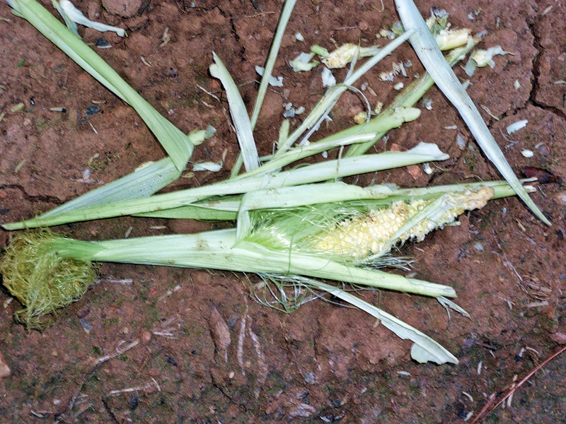 ear of corn eaten by racoon