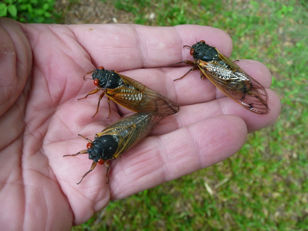 handful of cicadas