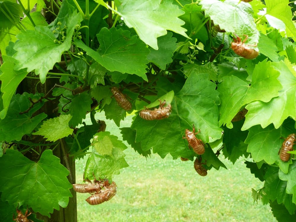 Cicadas on grapevine
