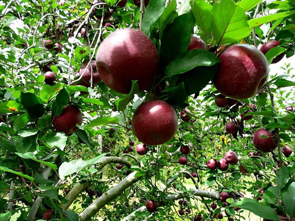 apples on tree