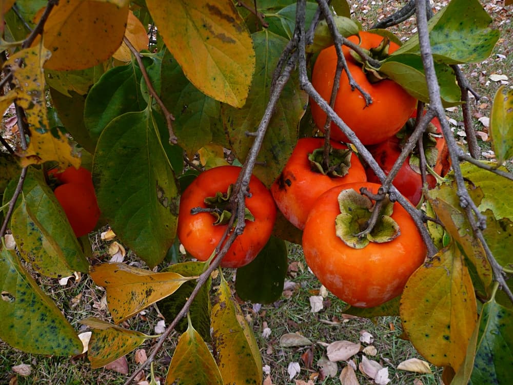 persimmons on tree