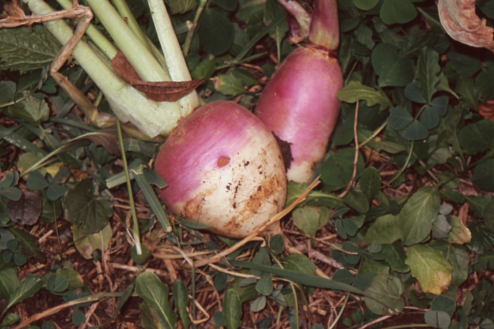 fresh dug turnips